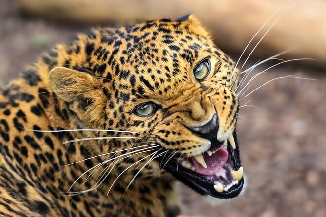 Yala National Park Guided Safaris - Should you book this Yala National Park safari?