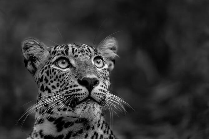 Yala National Park Guided Safaris - Meeting at the Main Entrance on B499 (and what that means for you)