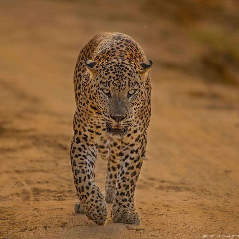 Yala National Park: Half Day or Full Day Leopard Safari Tour - Key highlights worth booking for