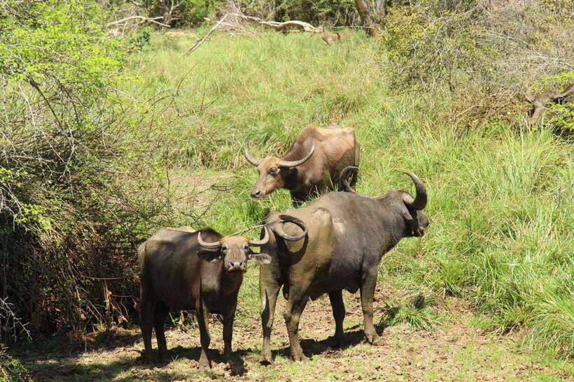 Yala National Park: Half Day or Full Day Leopard Safari Tour - Price and value: what $16 gets you, and what it doesn’t