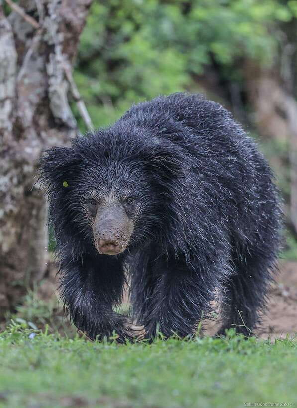 Yala National Park: Half Day or Full Day Leopard Safari Tour - Pickups from Kirinda, Kataragama, and Tissamaharama