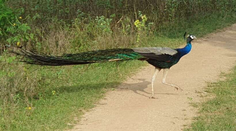 Yala National Park: Half Day or Full Day Leopard Safari Tour - The first hour to Yala: where your guide sets the tone