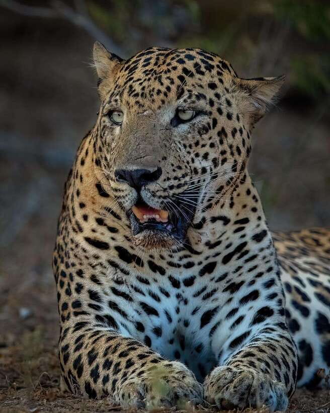 Yala National Park: Half Day or Full Day Leopard Safari Tour - Inside the park: what that guided safari time feels like