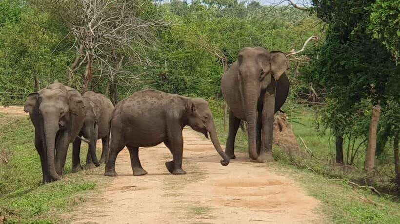 Yala National Park: Half Day or Full Day Leopard Safari Tour - What you can realistically look for: leopards, elephants, crocodiles, and more