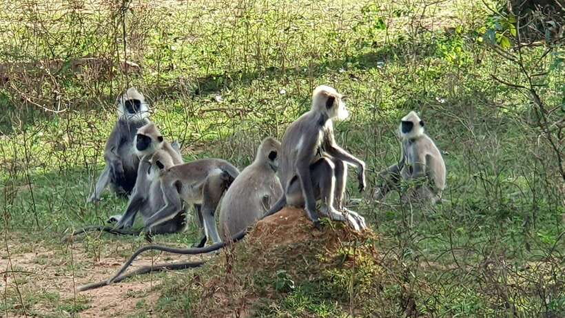 Yala National Park: Half Day or Full Day Leopard Safari Tour - Photo stops and changing habitats: how to get better results