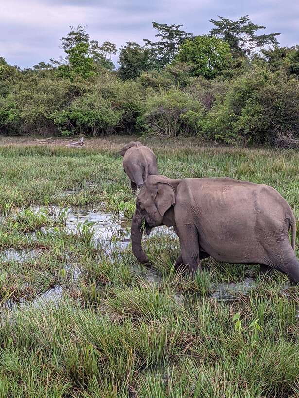 Yala National Park: Half Day or Full Day Leopard Safari Tour - The guide can make or break the day: Sule and Janaka as examples