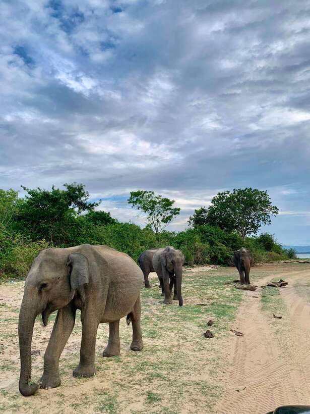 Yala National Park: Half Day or Full Day Leopard Safari Tour - The luxury 4x4 format (and why it matters for spotting)
