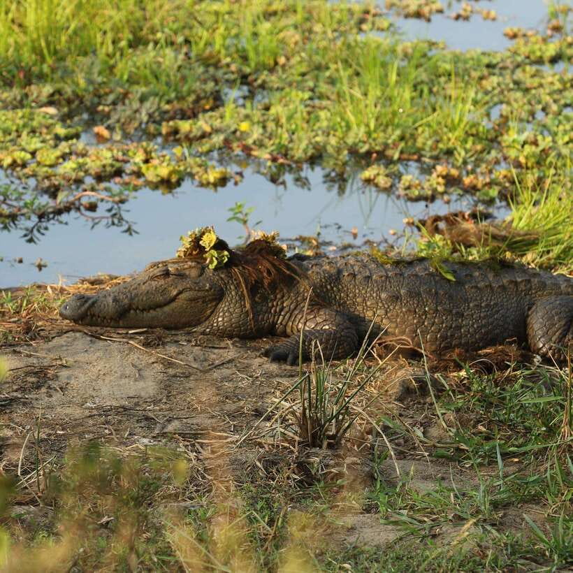 Yala National Park : Half Day or Full Day Safari Tours - Why Yala’s leopard country is worth the time