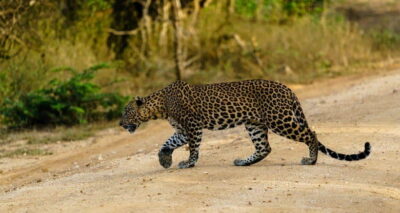 Yala National Park : Half Day or Full Day Safari Tours - Hotel pickup and the 30-minute transfer that sets the tone