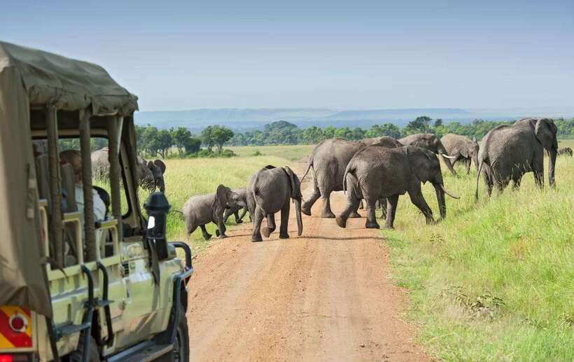 Yala National Park : Half Day or Full Day Safari Tours - Full-day comfort: picnic breakfast, lunch, and cool drinks
