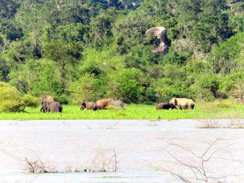 Yala National Park : Half Day or Full Day Safari Tours - The jeep ride: luxury comfort, plus a note on driving style
