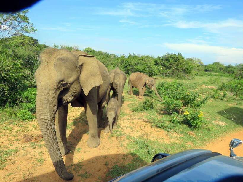 Yala National Park : Half Day or Full Day Safari Tours - Price and value: $16 plus the real budget for park entry