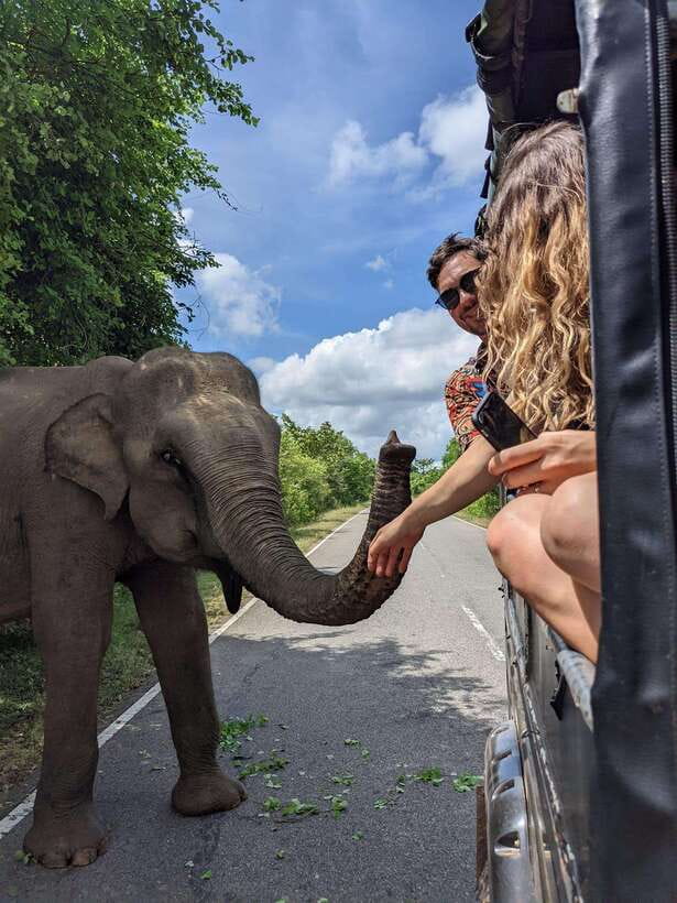 Yala National Park : Half Day or Full Day Safari Tours - Who should book this Yala safari, and who should skip it