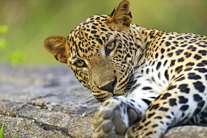 YALA National Park - HALF DAY or FULL DAY TOUR - Why Yala works so well for leopard spotting