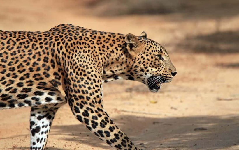 YALA National Park - HALF DAY or FULL DAY TOUR - Pickup in the Tissamaharama area and small-vehicle timing