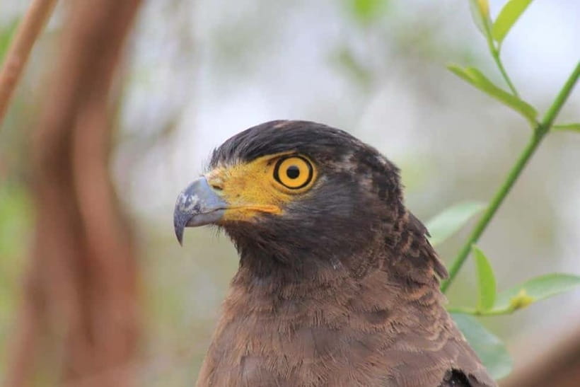 YALA National Park - HALF DAY or FULL DAY TOUR - Main entrance free time: use it for comfort and positioning