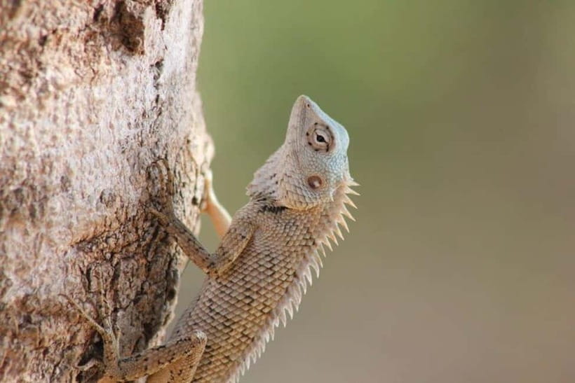 YALA National Park - HALF DAY or FULL DAY TOUR - Wildlife you can realistically hope to see