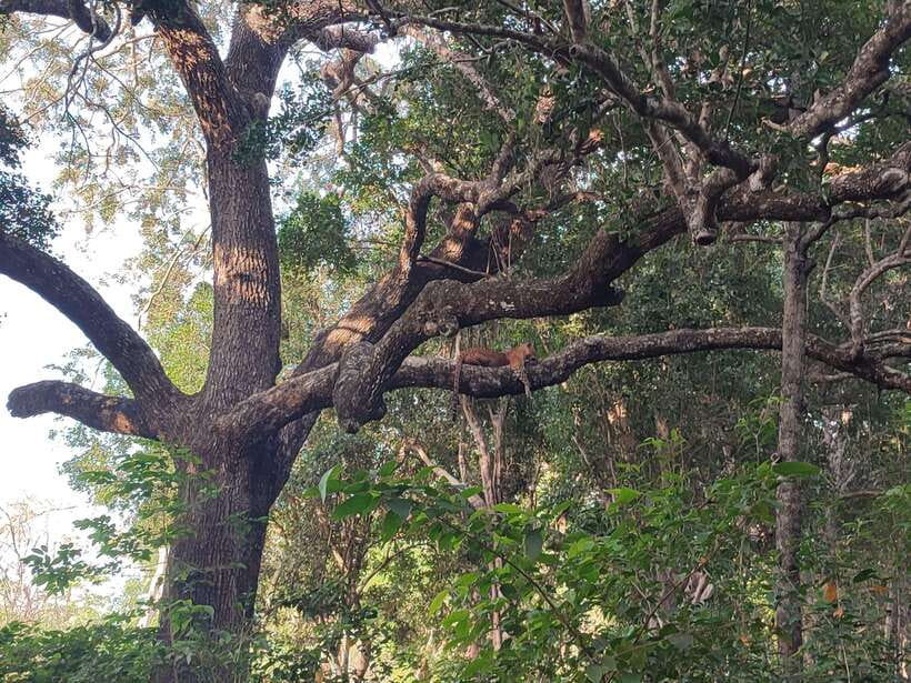 Yala National Park Half Day Safari - Morning vs Afternoon in Yala: How to Choose Your Best Fit