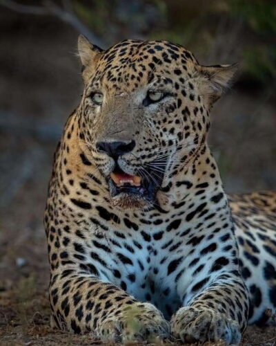 Yala National Park Half day Safari - The 6-Hour Flow: What Your Day Typically Looks Like
