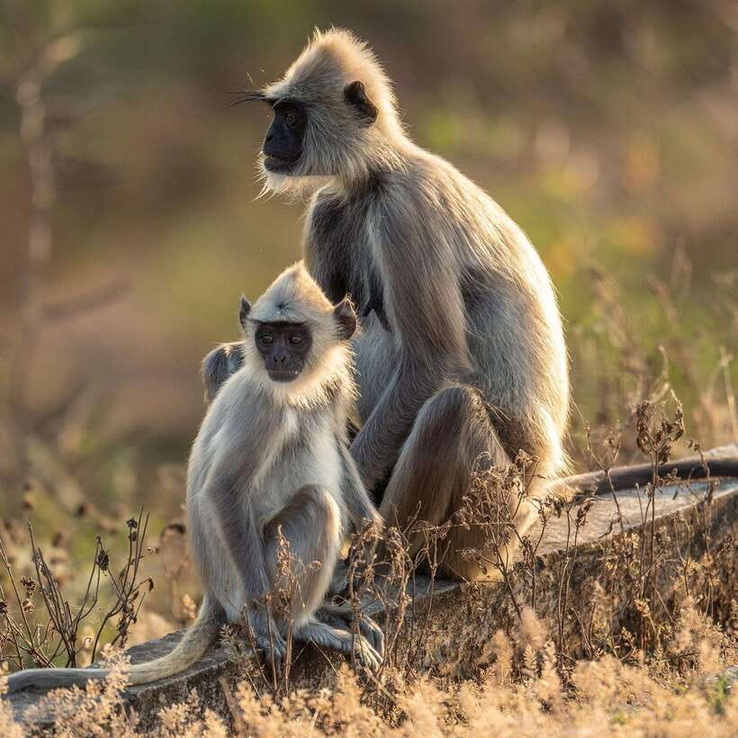 Yala National Park Half Day Safari - Value and Costs: The $12 Price vs the Real Entrance Ticket