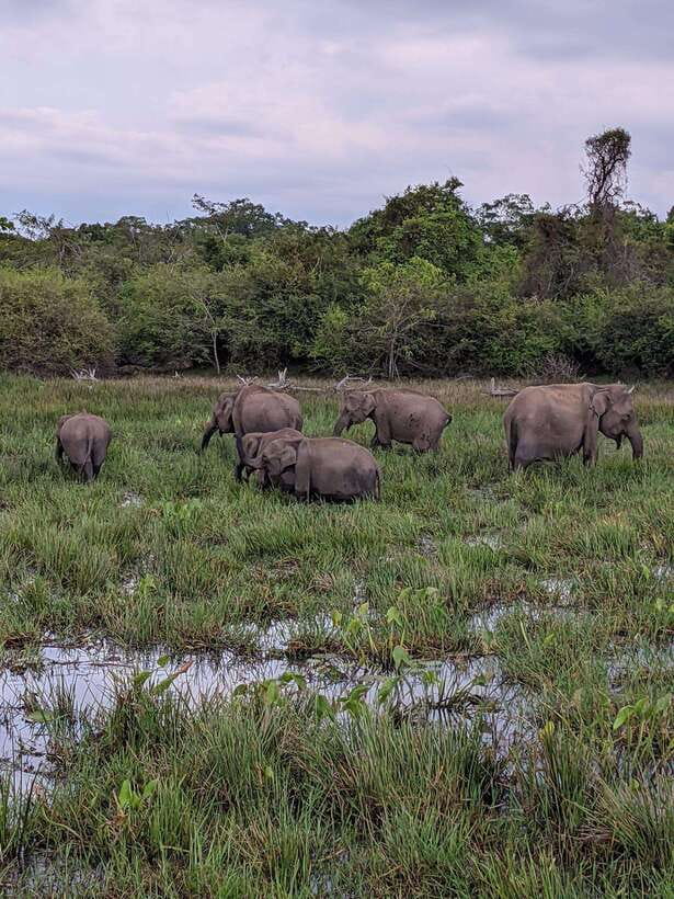 Yala National Park Half Day Safari - Where This Safari Fits Best in Your Sri Lanka Itinerary