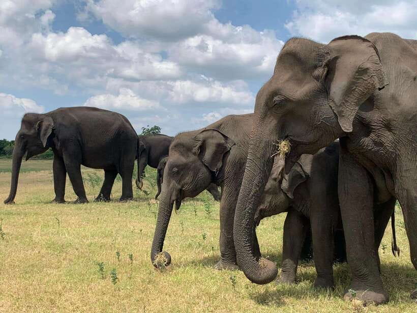 Yala National Park Jeep Safari: Leopards, Elephants & Wild - The 5 hours in Yala: photo stops, guided viewing, and light changes
