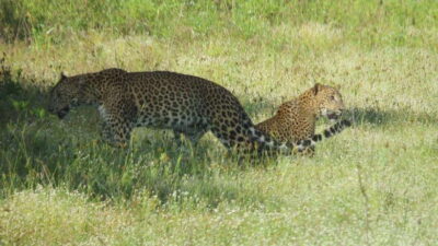 Yala National Park Jeep Safari: Leopards, Elephants & Wild - Inside the customized luxury 4x4: why the jeep experience matters