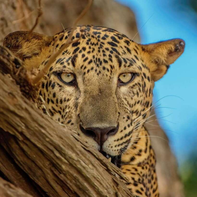 Yala National Park Jeep Safari: Leopards, Elephants & Wild - Learning the ecosystem, not just chasing animals