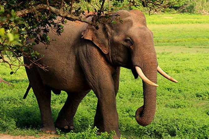 Yala National Park Leopard Safari - HALF DAY/FULL DAY TOUR - Half-day vs full-day: what you gain with the longer safari