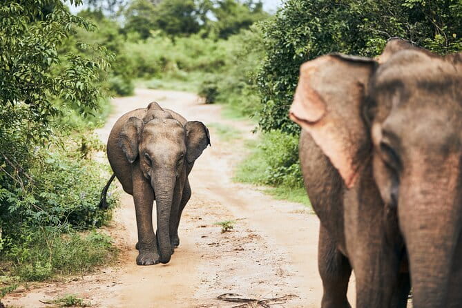 Yala National Park Leopard Safari - HALF DAY/FULL DAY TOUR - Jeep size and private-group feel: comfort counts on long drives