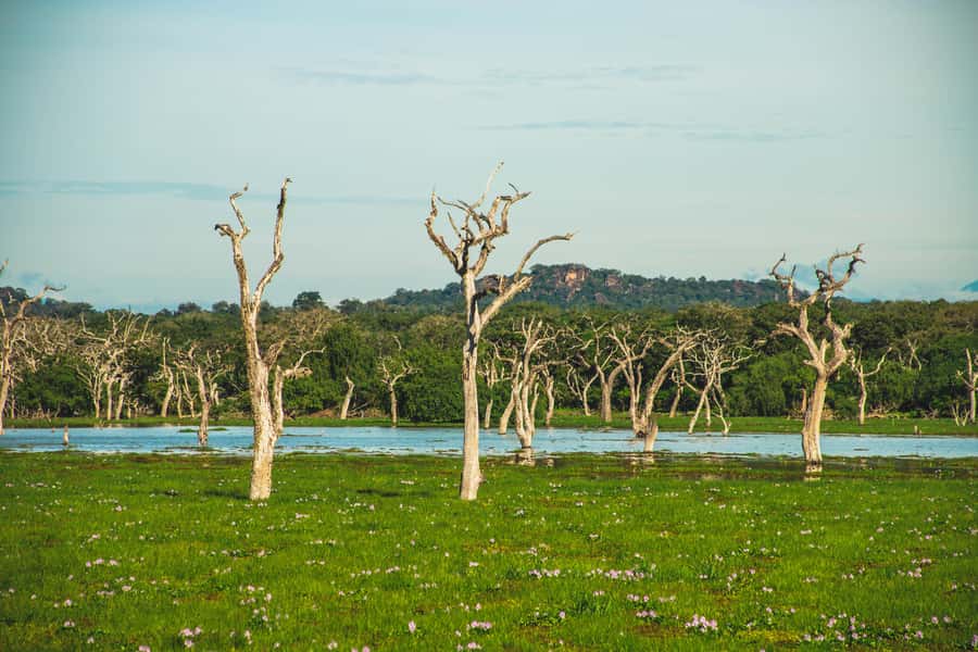 Yala National Park: Leopard Safari Half/Full-Day Safari - Key things that make this Yala safari work