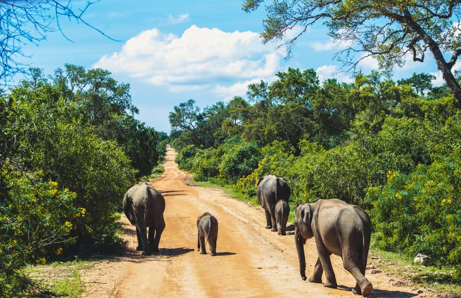 Yala National Park: Leopard Safari Half/Full-Day Safari - Why Yala National Park is the right place for a leopard-focused day