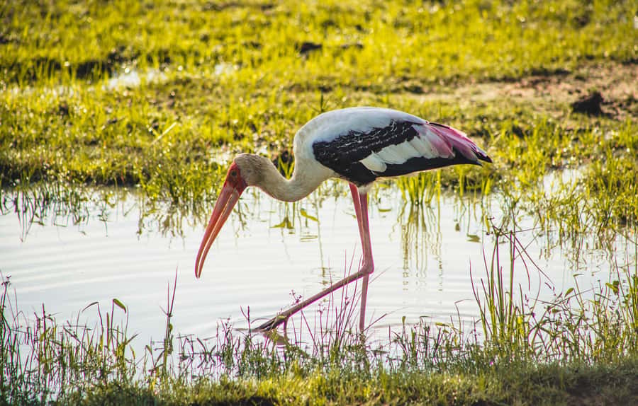 Yala National Park: Leopard Safari Half/Full-Day Safari - Pickup, safari jeep comfort, and how the small group really helps