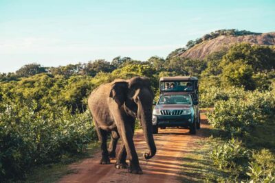 Yala National Park: Leopard Safari Half/Full-Day Safari - Morning vs evening safari: choose your light and your odds