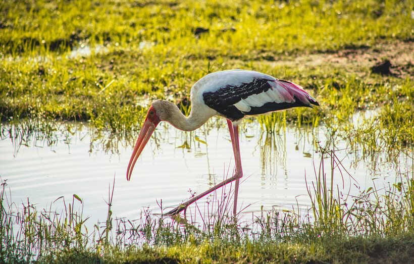 Yala National Park: Leopard Safari Half/Full-Day Safari - The core of the day: game drive, photo stops, and guided scanning