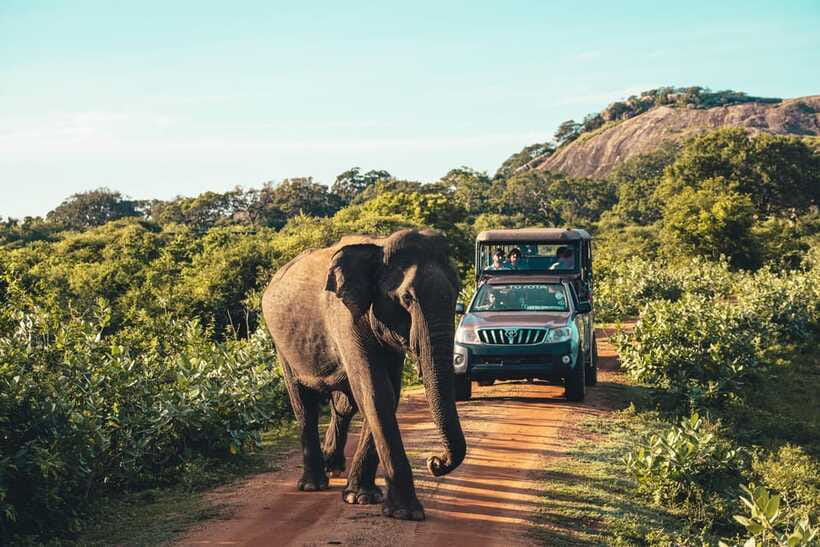Yala National Park: Leopard Safari Half/Full-Day Safari - What animals you might see, and why a guide matters in Yala