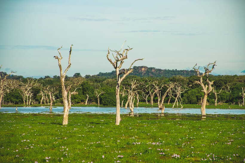 Yala National Park: Leopard Safari Half/Full-Day Safari - Cost and value: what you pay, what you get, and what you need to budget