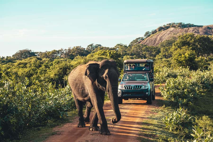 Yala National Park: Leopard Safari Half/Full-Day Safari - Morning vs evening safari: choose your light and your odds