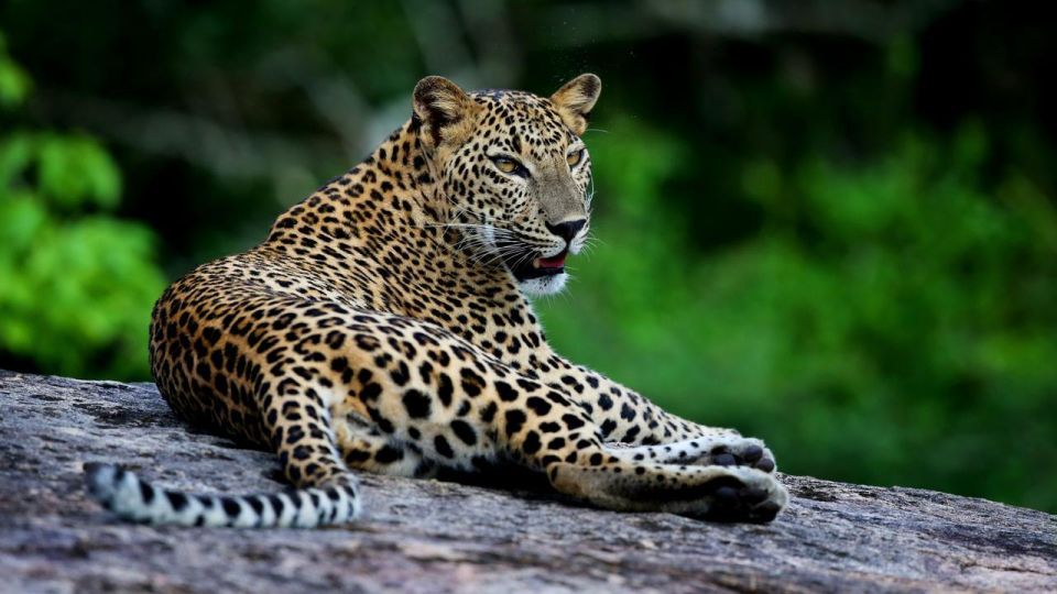 Yala National Park: Leopard Safari Tour with Park Tickets - What You Can Actually See in Yala: Leopards, Elephants, Bears, and 215 Birds