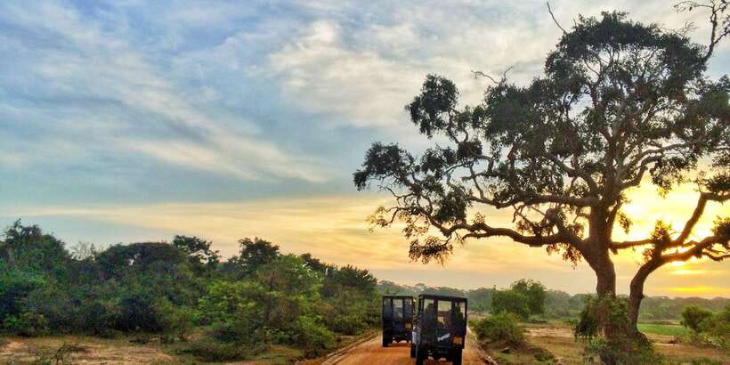 Yala National Park: Morning or Afternoon Golden Hour Safari - Morning golden-hour safari: 5am pickup and park opening at 6am