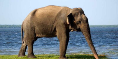 Yala National Park: Morning or Afternoon Golden Hour Safari - Hotel pickup and small-group jeep comfort (max 6 passengers)