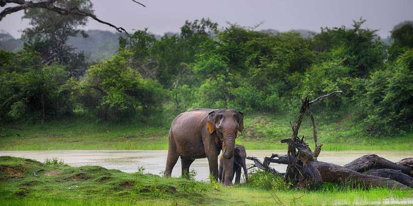 Yala National Park: Morning or Afternoon Golden Hour Safari - Roads, dust, and muddy tracks: comfort tips that match reality