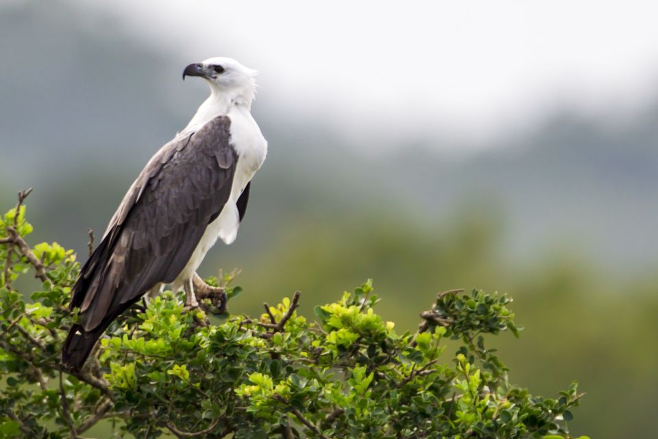 Yala National Park: Morning or Afternoon Golden Hour Safari - Cost reality: the $10 tour price plus the Yala entrance fee