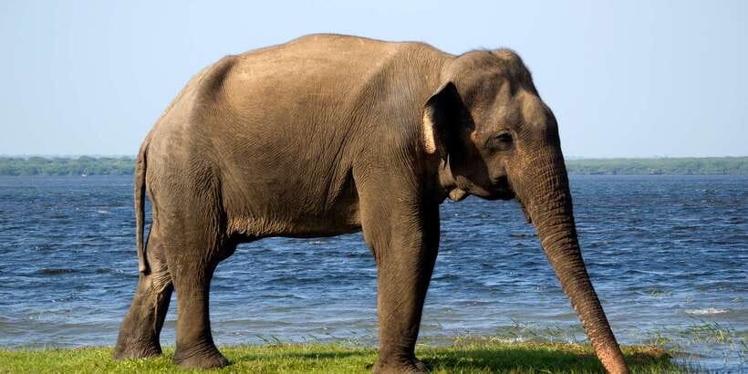 Yala National Park: Morning or Afternoon Golden Hour Safari - Hotel pickup and small-group jeep comfort (max 6 passengers)