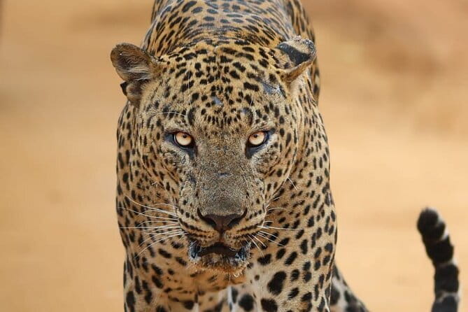 Yala National Park Morning or Afternoon Leopard Safari - Why this Yala leopard safari works for first-timers