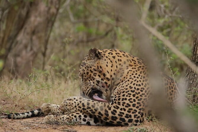Yala National Park Morning or Afternoon Leopard Safari - Inside Yala: what you’re really chasing