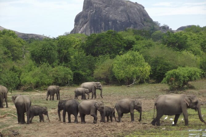 Yala National Park Morning or Afternoon Leopard Safari - Who this safari fits best