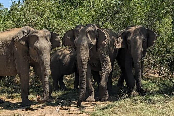 Yala National Park Morning or Afternoon Leopard Safari - The Tissa wewa stop: a quick breath before the main event
