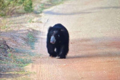 Yala National Park: Morning or Afternoon Safari ( 5 h ) - The jeeps and group size: comfort that affects your spotting