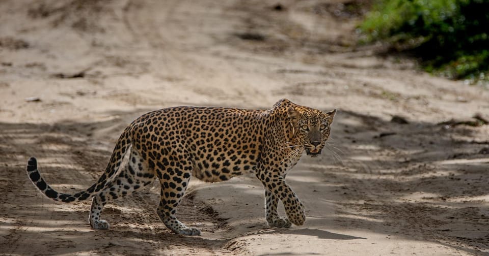 Yala National Park: Morning or Afternoon Safari ( 5 h ) - What you’ll actually see in Yala: beyond leopards